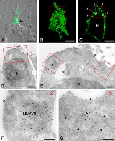 live_cell_imaging