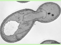 EM-4