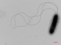 EM-7