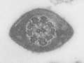 EM05