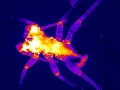 LM04