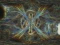 LM08