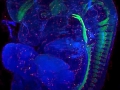 LM01