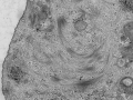 EM01