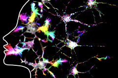 LM01
Neuron psychedelia
microscope: Nikon spinning disk
description: Time color-coded dynamics of actin and lysosomes in young hippocampal neurons
Author: Mithila Burute 
