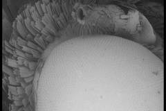 EM04
Sleeping Giant

microscope: Phenom Desktop SEM
description: 280x magnification of the eye of a moth
Author: Paul Stege 
