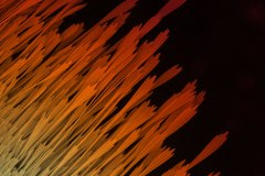 EM07
Rising Phoenix

microscope: Phenom PRO desktop scanning electron microscope
description: A 320x magnification of the wing of a moth
Author: Samantha van der Beek 
